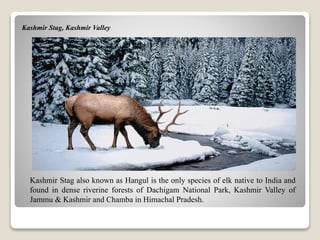 Kashmir Stag, Kashmir Valley
Kashmir Stag also known as Hangul is the only species of elk native to India and
found in dense riverine forests of Dachigam National Park, Kashmir Valley of
Jammu & Kashmir and Chamba in Himachal Pradesh.
 