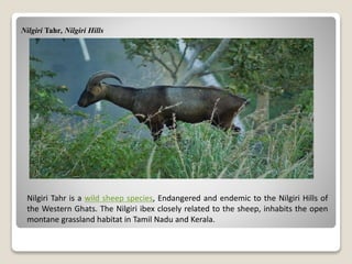 Nilgiri Tahr, Nilgiri Hills
Nilgiri Tahr is a wild sheep species, Endangered and endemic to the Nilgiri Hills of
the Western Ghats. The Nilgiri ibex closely related to the sheep, inhabits the open
montane grassland habitat in Tamil Nadu and Kerala.
 