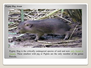 Pygmy Hog, Assam
Pygmy Hog is the critically endangered species of suid and now only found in
Assam. These smallest wild pig or Piglets are the only member of the genus
Porcula.
 