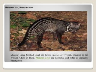 Malabar Civet, Western Ghats
Malabar Large Spotted Civet are largest species of viverrid, endemic to the
Western Ghats of India. Malabar Civet are nocturnal and listed as critically
endangered.
 