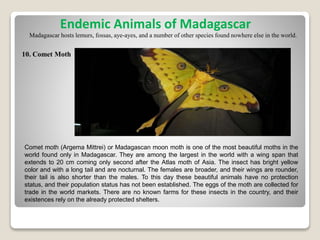 Madagascar hosts lemurs, fossas, aye-ayes, and a number of other species found nowhere else in the world.
Comet moth (Argema Mittrei) or Madagascan moon moth is one of the most beautiful moths in the
world found only in Madagascar. They are among the largest in the world with a wing span that
extends to 20 cm coming only second after the Atlas moth of Asia. The insect has bright yellow
color and with a long tail and are nocturnal. The females are broader, and their wings are rounder,
their tail is also shorter than the males. To this day these beautiful animals have no protection
status, and their population status has not been established. The eggs of the moth are collected for
trade in the world markets. There are no known farms for these insects in the country, and their
existences rely on the already protected shelters.
Endemic Animals of Madagascar
10. Comet Moth
 