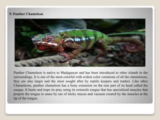 9. Panther Chameleon
Panther Chameleon is native to Madagascar and has been introduced to other islands in the
surroundings. It is one of the most colorful with widest color variations of all the chameleons,
they are also larger and the most sought after by reptile keepers and traders. Like other
Chameleons, panther chameleon has a bony extension on the rear part of its head called the
casque. It hunts and traps its pray using its extensile tongue that has specialized muscles that
propels the tongue to snare by use of sticky mucus and vacuum created by the muscles at the
tip of the tongue.
 