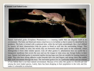 8. Satanic Leaf-Tailed Gecko
Satanic leaf-tailed gecko (Uroplatus Phantasticus) is a stunning reptile that can disguise itself in its
environment. The body can blend and mimics dead leaves in its habitat so that it cannot be identified by its
predators. The body is twisted with a patterned skin, while the tail looks astonishingly like a leaf nibbled
by insects, all these characteristics help the gecko to blend so well into the surrounding foliage. This
reptilian varies widely in color, but mostly they are brownish with some spots on the underside, which
distinguishes it from other similar species. Like all other geckos U. phantasticus have no eyelid but a
transparent membrane that covers the eyes and use the tongue to wipe away any foreign bodies in their
eyes. Satanic leaf-tailed gecko is nocturnal reptiles having large eyes that are suitable for hunting insects at
night. They also have strong adhesive scales beneath their toes and fingers, and strong claws that enable
their swift movements through the trees. The leaf-tailed geckos live in a particular habitat and not tolerant
of any habitat that is not their natural environment. Because of its color, this gecko is a favorite pet and
among the most traded species. Lately, there has been dropping in their population in the wild, and this
makes it vulnerable to extinction.
 