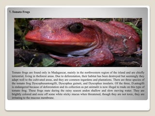 7. Tomato Frogs
Tomato frogs are found only in Madagascar, mainly in the northwestern region of the island and are chiefly
terrestrial, living in theforest areas. Due to deforestation, their habitat has been destroyed but seemingly they
adapt well to the cultivated areas, and they are common ingardens and plantations. There are three species of
the tomato frog Dyscophusantongilli, Dyscophus guineti, and Dyscophus insularis. Of the three, D.antogilli
is endangered because of deforestation and its collection as pet animalit is now illegal to trade on this type of
tomato frog. These frogs mate during the rainy season andon shallow and slow moving water. They are
brightly colored and ooze off some white sticky mucus when threatened, though they are not toxic, they are
irritating to the mucous membrane.
 