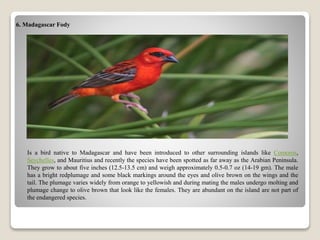 6. Madagascar Fody
Is a bird native to Madagascar and have been introduced to other surrounding islands like Comoros,
Seychelles, and Mauritius and recently the species have been spotted as far away as the Arabian Peninsula.
They grow to about five inches (12.5-13.5 cm) and weigh approximately 0.5-0.7 oz (14-19 gm). The male
has a bright redplumage and some black markings around the eyes and olive brown on the wings and the
tail. The plumage varies widely from orange to yellowish and during mating the males undergo molting and
plumage change to olive brown that look like the females. They are abundant on the island are not part of
the endangered species.
 