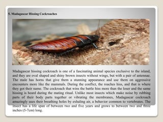 5. Madagascar Hissing Cockroaches
Madagascar hissing cockroach is one of a fascinating animal species exclusive to the island,
and they are oval shaped and shiny brown insects without wings, but with a pair of antennae.
The male has horns that give them a stunning appearance and use them on aggressive
encounters more like the mammals. During the conflict, the roaches hiss, and that is where
they got their name. The cockroach that wins the battle hiss more than the loser and the same
hissing is heard during the mating ritual. Unlike most insects which make noise by rubbing
parts of their body parts together or vibrating the membranes, Madagascar cockroach
amazingly uses their breathing holes by exhaling air, a behavior common to vertebrates. The
insect has a life span of between two and five years and grows to between two and three
inches (5-7cm) long.
 