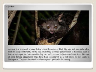 4. Aye-ayes
Aye-aye is a nocturnal primate living primarily on trees. Their big toes and long tails allow
them to hang comfortably on the tree while they use their echolocation to find food such as
insects. Aye-ayes also have sensitive big ears and eyes that help them to locate food. Because
of their bizarre appearance, they have been considered as a bad omen by the locals in
Madagascar. They are also considered endangered species in the country.
 
