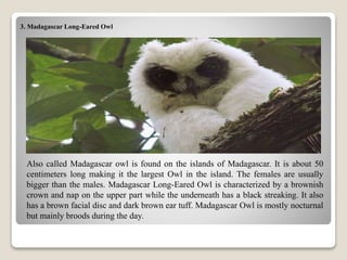 3. Madagascar Long-Eared Owl
Also called Madagascar owl is found on the islands of Madagascar. It is about 50
centimeters long making it the largest Owl in the island. The females are usually
bigger than the males. Madagascar Long-Eared Owl is characterized by a brownish
crown and nap on the upper part while the underneath has a black streaking. It also
has a brown facial disc and dark brown ear tuff. Madagascar Owl is mostly nocturnal
but mainly broods during the day.
 