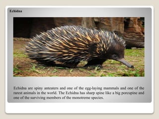 Echidna
Echidna are spiny anteaters and one of the egg-laying mammals and one of the
rarest animals in the world. The Echidna has sharp spine like a big porcupine and
one of the surviving members of the monotreme species.
 