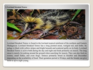 2. Lowland Streaked Tenrec
Lowland Streaked Tenrec is found in the lowland tropical rainforest of the northern and Eastern
Madagascar. Lowland Streaked Tenrec has a long pointed snout, vestigial tail, and limbs. Its
pelage is black with yellow stripes and bright beneath and scattered quills on its body. Lowland
Streaked Tenrec is active both during the day and night and feeds primarily on insects. The long
snout is mainly for poking around the ground when searching for insects. They can also feed on
worms, small fishes, and even frogs. Tenrecs primarily breed in October and December
depending on the availability of food. Their gestation period is 58 days, and the female can give
birth to up to eight young.
 