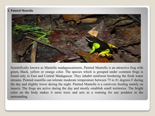 1. Painted Mantella
Scientifically known as Mantella madagascariensis, Painted Mantella is an attractive frog with
green, black, yellow or orange color. The species which is grouped under common frogs is
found only in East and Central Madagascar. They inhabit rainforest bordering the fresh water
streams. Painted mantilla can tolerate moderate temperature between 75 to 81 degrees F during
the day and slightly lower during the night. Painted Mantella is a carnivore feeding mainly on
insects. The frogs are active during the day and mostly establish small territories. The bright
color on the body makes it more toxic and acts as a warning for any predator in the
surrounding.
 