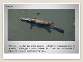 Platypus
Platypus is another egg-laying mammal endemic to semiaquatic area of
Australia. The Platypus are combination of duck, beaver and otter,also one of
the known venomous mammals in the world.
 