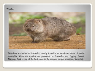 Wombat
Wombats are native to Australia, mostly found in mountainous areas of south
Australia. Wombats species are protected in Australia and Epping Forest
National Park is one of the best place in the country to spot species of Wombat.
 