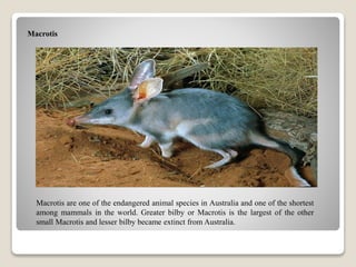 Macrotis
Macrotis are one of the endangered animal species in Australia and one of the shortest
among mammals in the world. Greater bilby or Macrotis is the largest of the other
small Macrotis and lesser bilby became extinct from Australia.
 