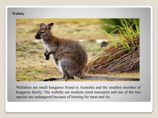 Wallaby
Wallabies are small kangaroo found in Australia and the smallest member of
kangaroo family. The wallaby are medium sized marsupial and one of the two
species are endangered because of hunting for meat and fur.
 
