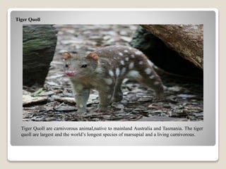 Tiger Quoll
Tiger Quoll are carnivorous animal,native to mainland Australia and Tasmania. The tiger
quoll are largest and the world’s longest species of marsupial and a living carnivorous.
 