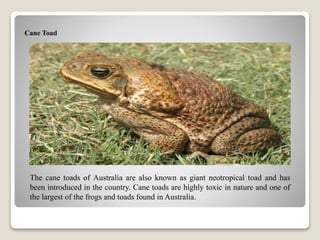Cane Toad
The cane toads of Australia are also known as giant neotropical toad and has
been introduced in the country. Cane toads are highly toxic in nature and one of
the largest of the frogs and toads found in Australia.
 