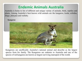 Endemic Animals Australia
Australia is home to list of different and unique variety of animals, birds, reptiles and
plants, Among Australia’s best known wild animals are the kangaroo, koala, echidna,
dingo, platypus and wallaby.
Kangaroo
Kangaroos are unofficially Australia’s national animal and describe as the largest
species from his family. The Kangaroos are endemic to Australia and one of the
species of red kangaroo are known as largest surviving marsupial of the world.
 