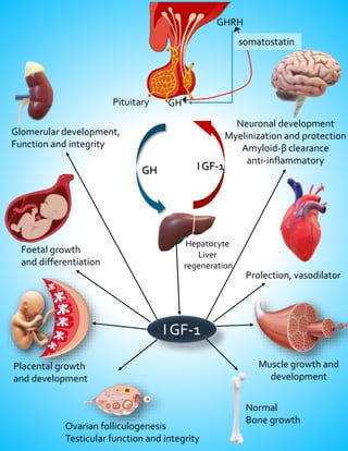 I GF-1
Glomerular development,
Function and integrity
Foetal growth
and differentiation
Placental growth
and development
Ovarian folliculogenesis
Testicular function and integrity
Normal
Bone growth
Muscle growth and
development
Prolection, vasodilator
Neuronal development
Myelinization and protection
Amyloid-β clearance
anti-inflammatory
Pituitary GH
GHRH
somatostatin
Hepatocyte
Liver
regeneration
GH I GF-1
 