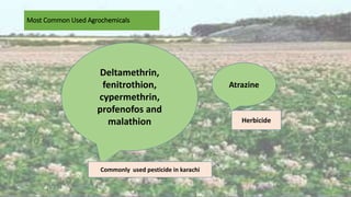 Most Common Used Agrochemicals
Atrazine
Deltamethrin,
fenitrothion,
cypermethrin,
profenofos and
malathion Herbicide
Commonly used pesticide in karachi
 