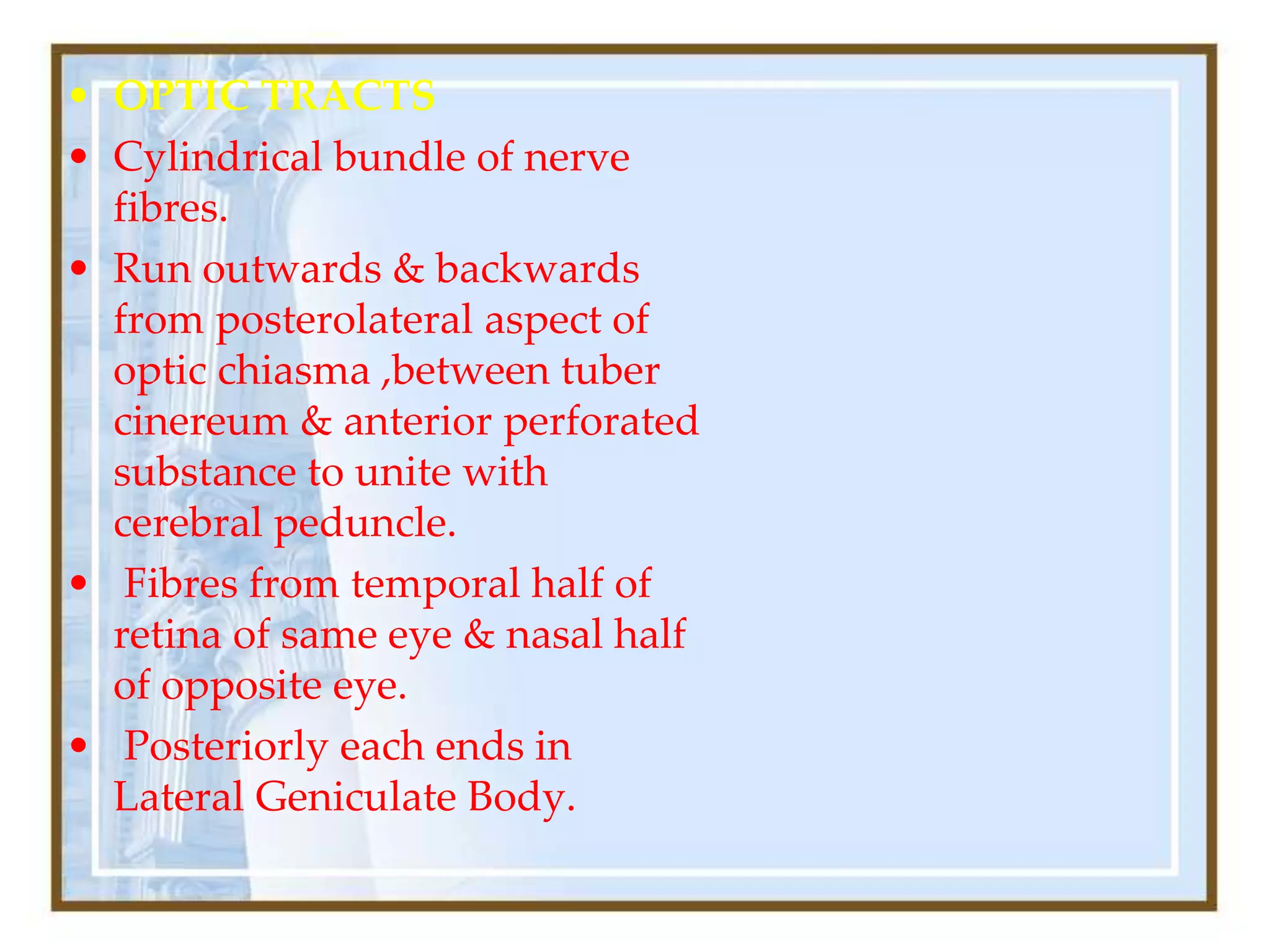 • OPTIC TRACTS
• Cylindrical bundle of nerve
fibres.
• Run outwards & backwards
from posterolateral aspect of
optic chiasma ,between tuber
cinereum & anterior perforated
substance to unite with
cerebral peduncle.
• Fibres from temporal half of
retina of same eye & nasal half
of opposite eye.
• Posteriorly each ends in
Lateral Geniculate Body.
 