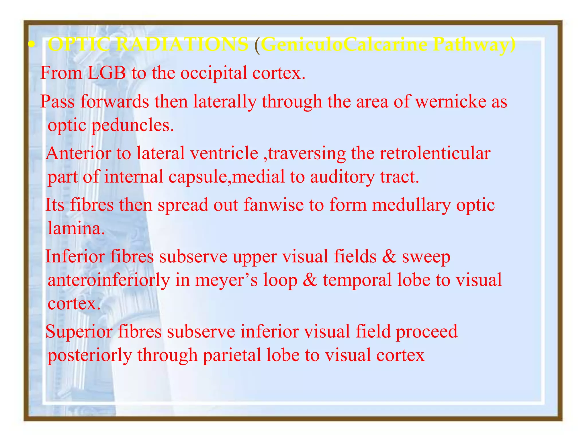 • OPTIC RADIATIONS (GeniculoCalcarine Pathway)
From LGB to the occipital cortex.
Pass forwards then laterally through the area of wernicke as
optic peduncles.
Anterior to lateral ventricle ,traversing the retrolenticular
part of internal capsule,medial to auditory tract.
Its fibres then spread out fanwise to form medullary optic
lamina.
Inferior fibres subserve upper visual fields & sweep
anteroinferiorly in meyer’s loop & temporal lobe to visual
cortex.
Superior fibres subserve inferior visual field proceed
posteriorly through parietal lobe to visual cortex
 