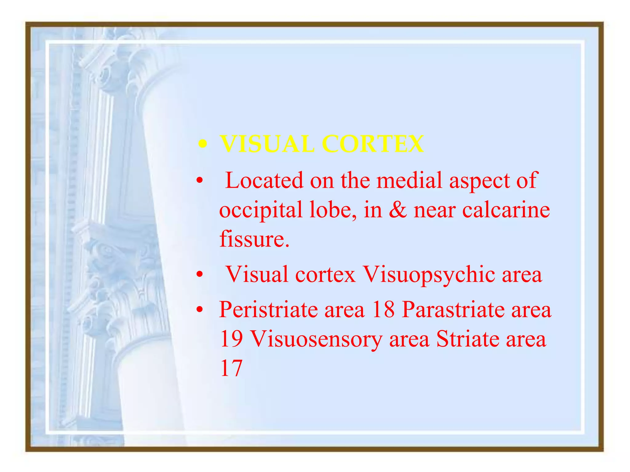 • VISUAL CORTEX
• Located on the medial aspect of
occipital lobe, in & near calcarine
fissure.
• Visual cortex Visuopsychic area
• Peristriate area 18 Parastriate area
19 Visuosensory area Striate area
17
 
