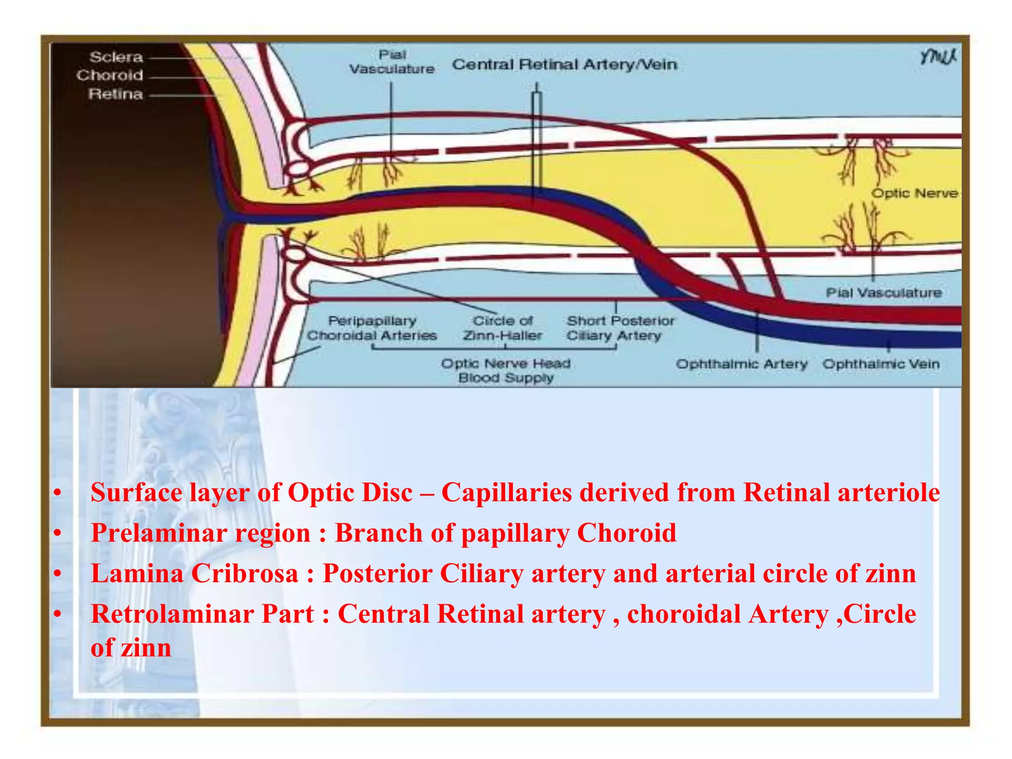 • Surface layer of Optic Disc – Capillaries derived from Retinal arteriole
• Prelaminar region : Branch of papillary Choroid
• Lamina Cribrosa : Posterior Ciliary artery and arterial circle of zinn
• Retrolaminar Part : Central Retinal artery , choroidal Artery ,Circle
of zinn
 
