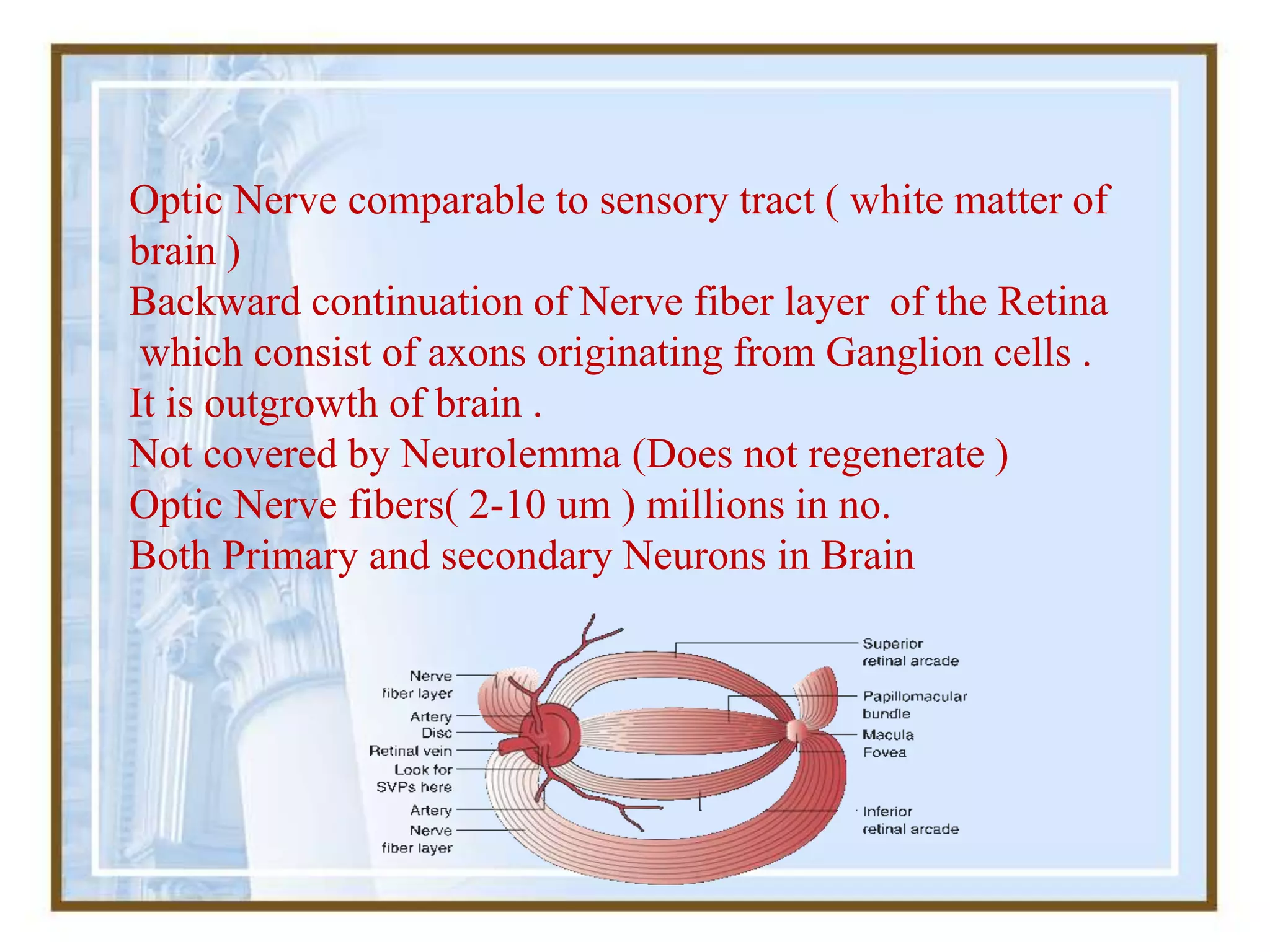 Optic Nerve comparable to sensory tract ( white matter of
brain )
Backward continuation of Nerve fiber layer of the Retina
which consist of axons originating from Ganglion cells .
It is outgrowth of brain .
Not covered by Neurolemma (Does not regenerate )
Optic Nerve fibers( 2-10 um ) millions in no.
Both Primary and secondary Neurons in Brain
 