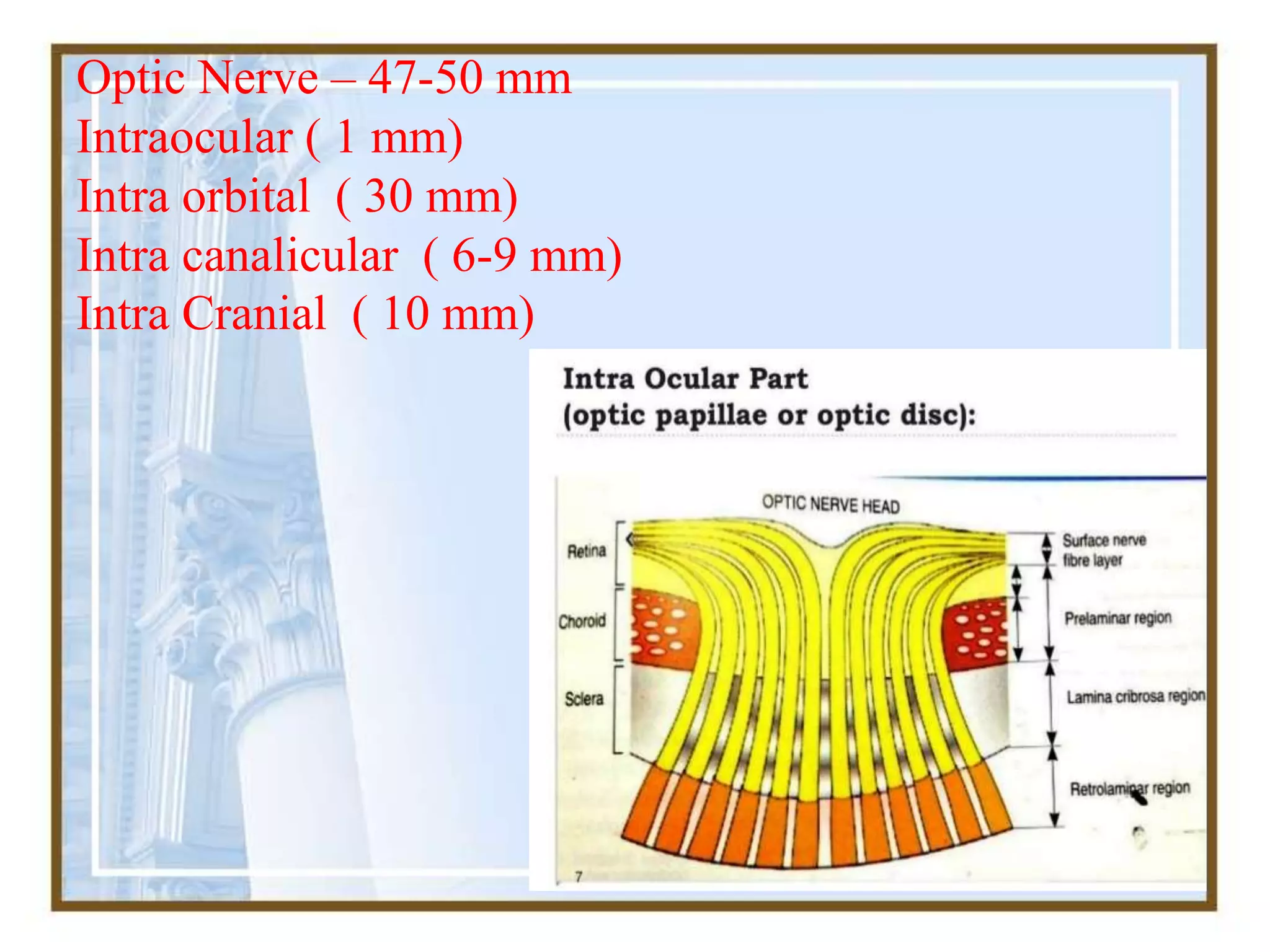 Optic Nerve – 47-50 mm
Intraocular ( 1 mm)
Intra orbital ( 30 mm)
Intra canalicular ( 6-9 mm)
Intra Cranial ( 10 mm)
 
