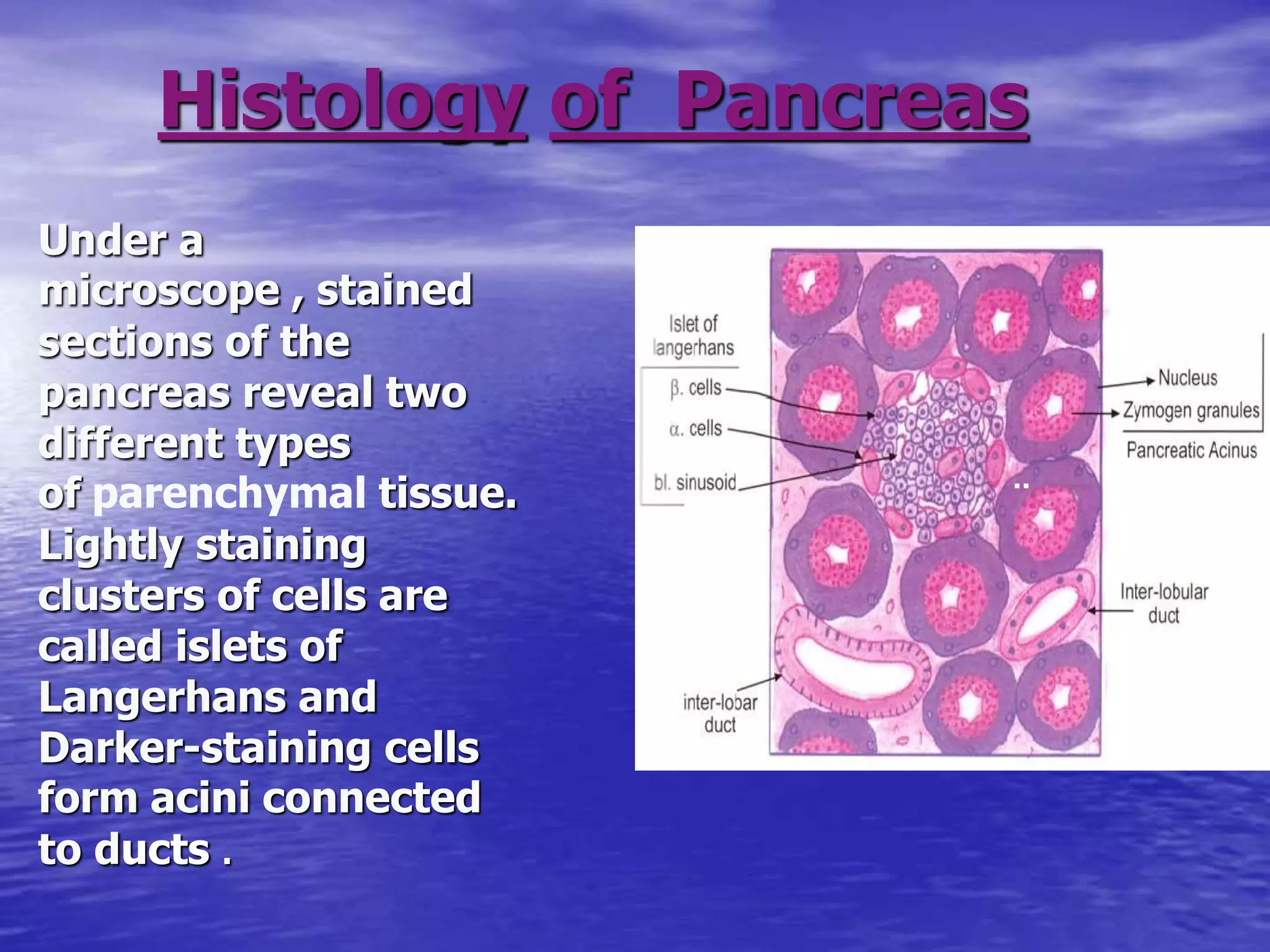 Histology function of the pancreas ppt