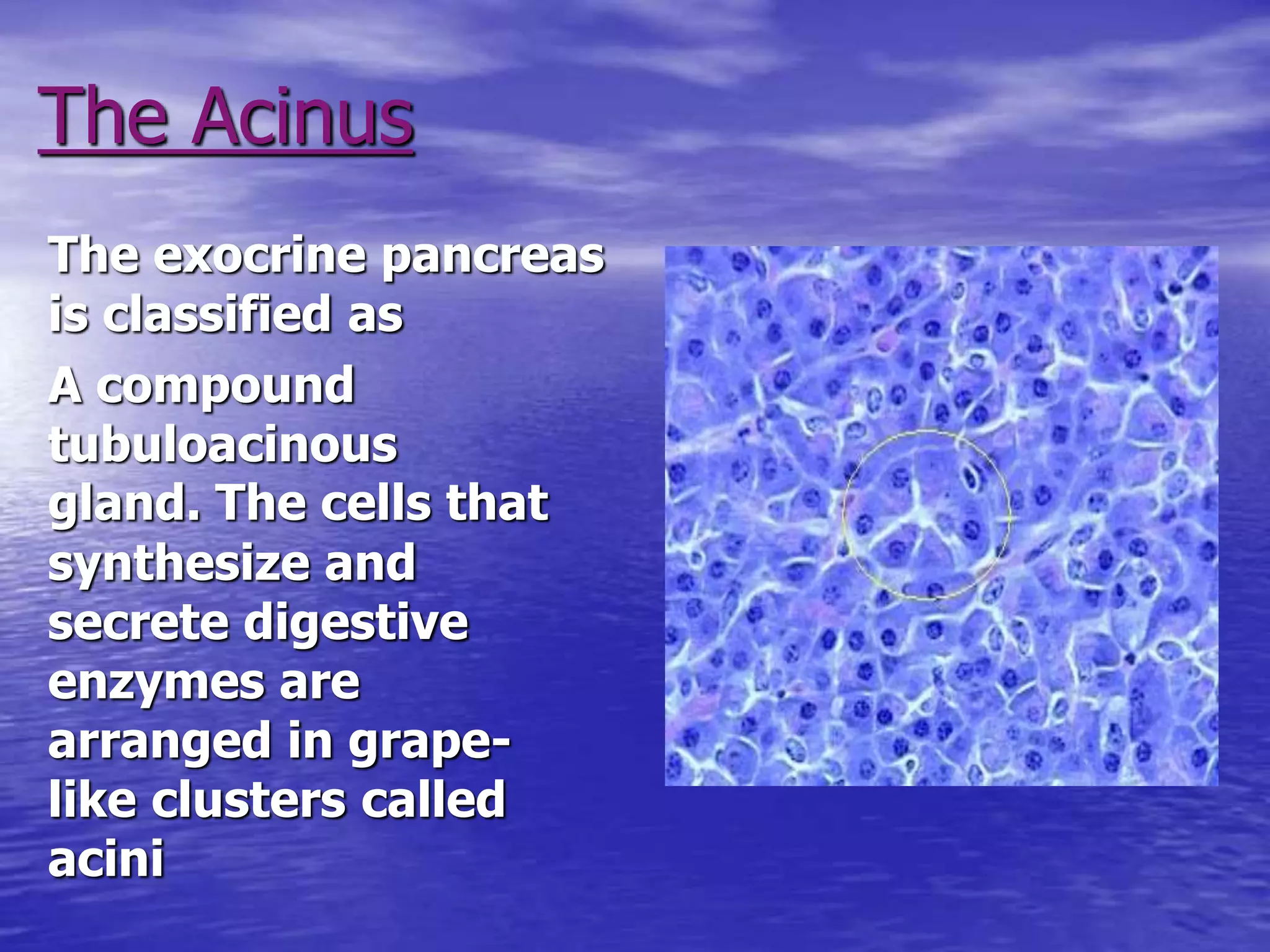 Function Of The Pancreas