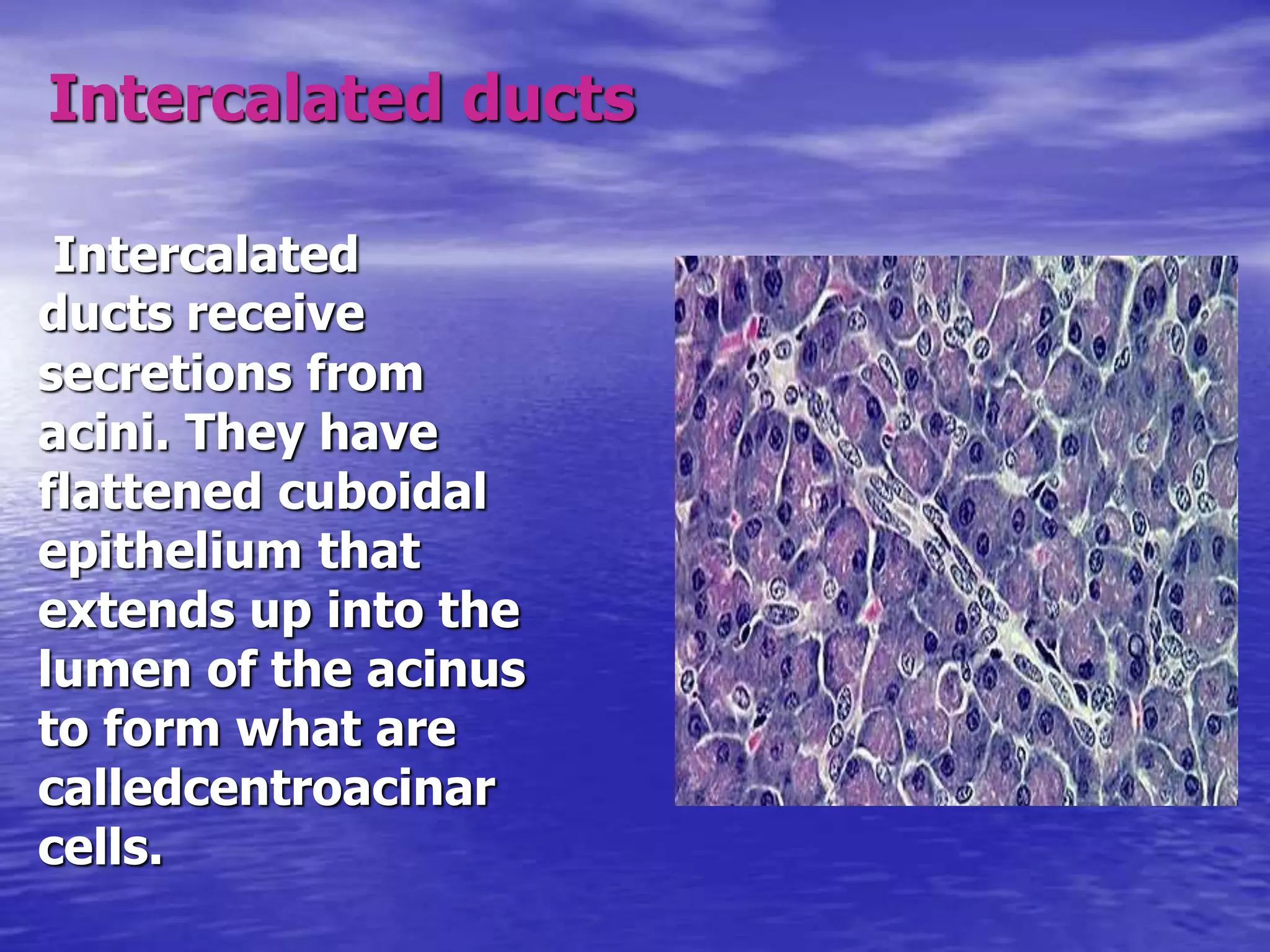 Histology function of the pancreas ppt