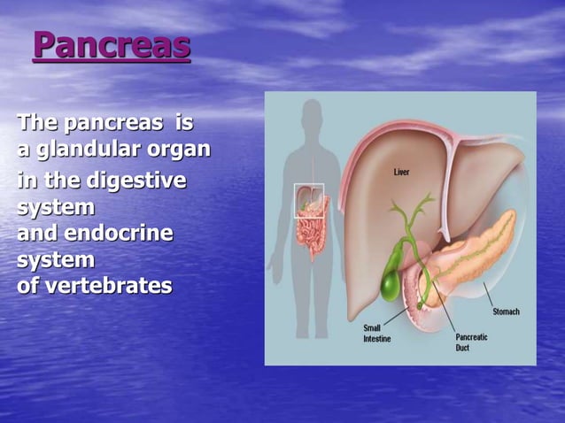 Histology & Function of The Pancreas | PPT
