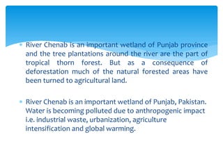 River Chenab is an important wetland of Punjab province
and the tree plantations around the river are the part of
tropical thorn forest. But as a consequence of
deforestation much of the natural forested areas have
been turned to agricultural land.
 River Chenab is an important wetland of Punjab, Pakistan.
Water is becoming polluted due to anthropogenic impact
i.e. industrial waste, urbanization, agriculture
intensification and global warming.
 