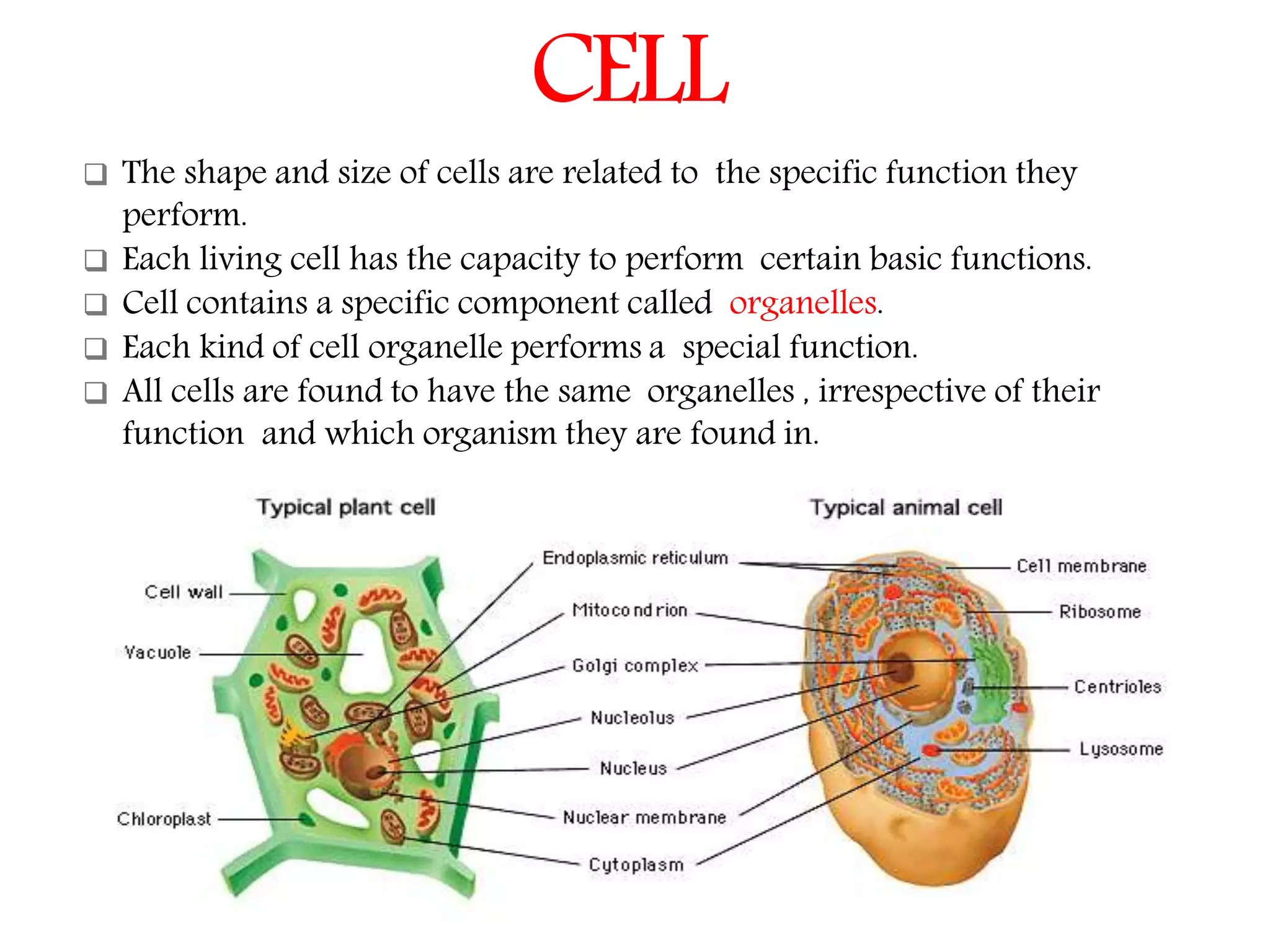 The Fundamental unit of life- Cell, Class 9 Chapter-5
