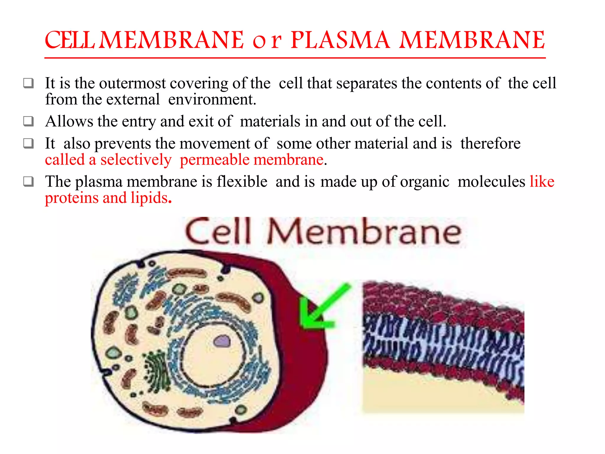 The Fundamental unit of life- Cell, Class 9 Chapter-5