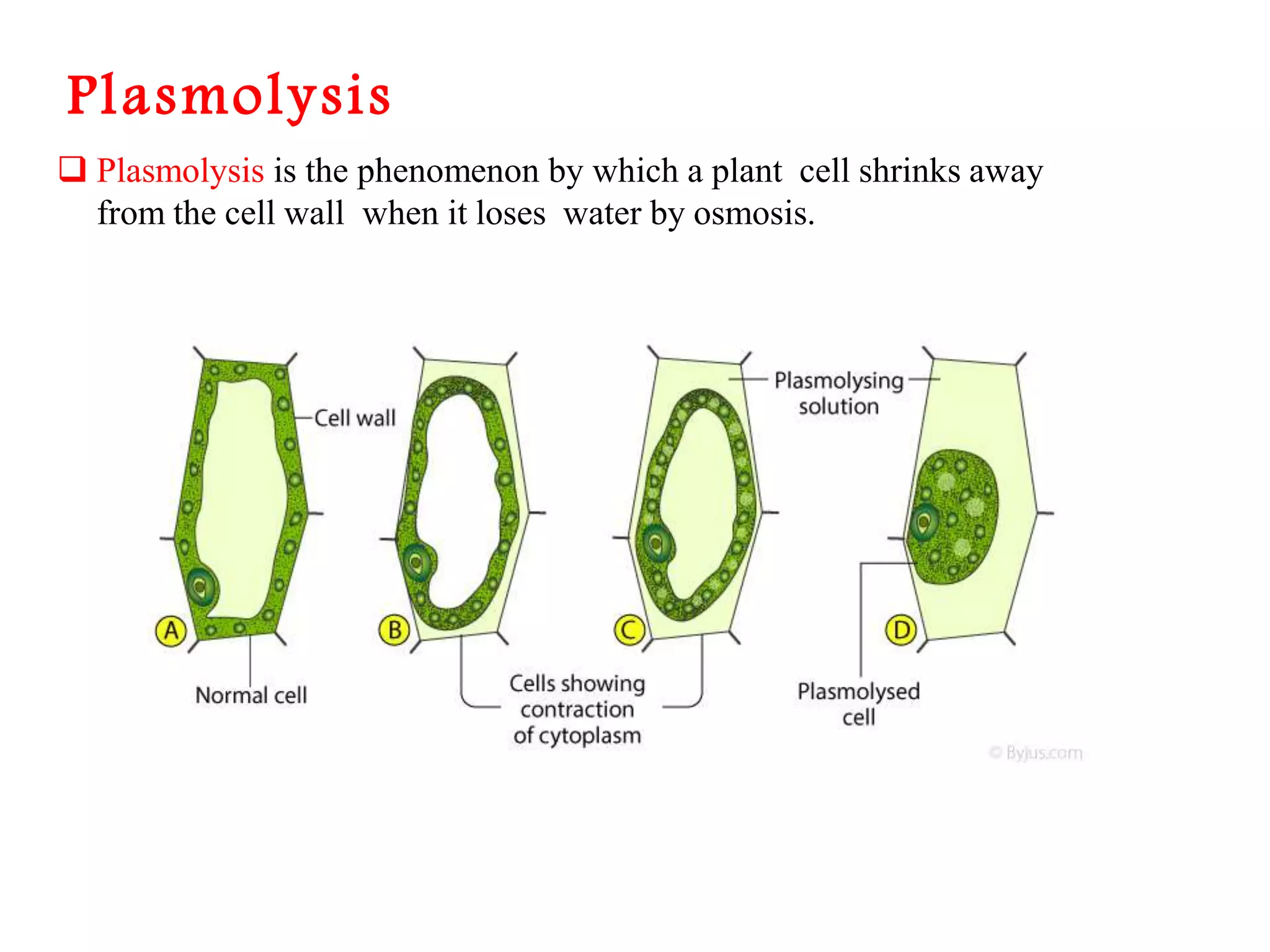 The Fundamental unit of life- Cell, Class 9 Chapter-5