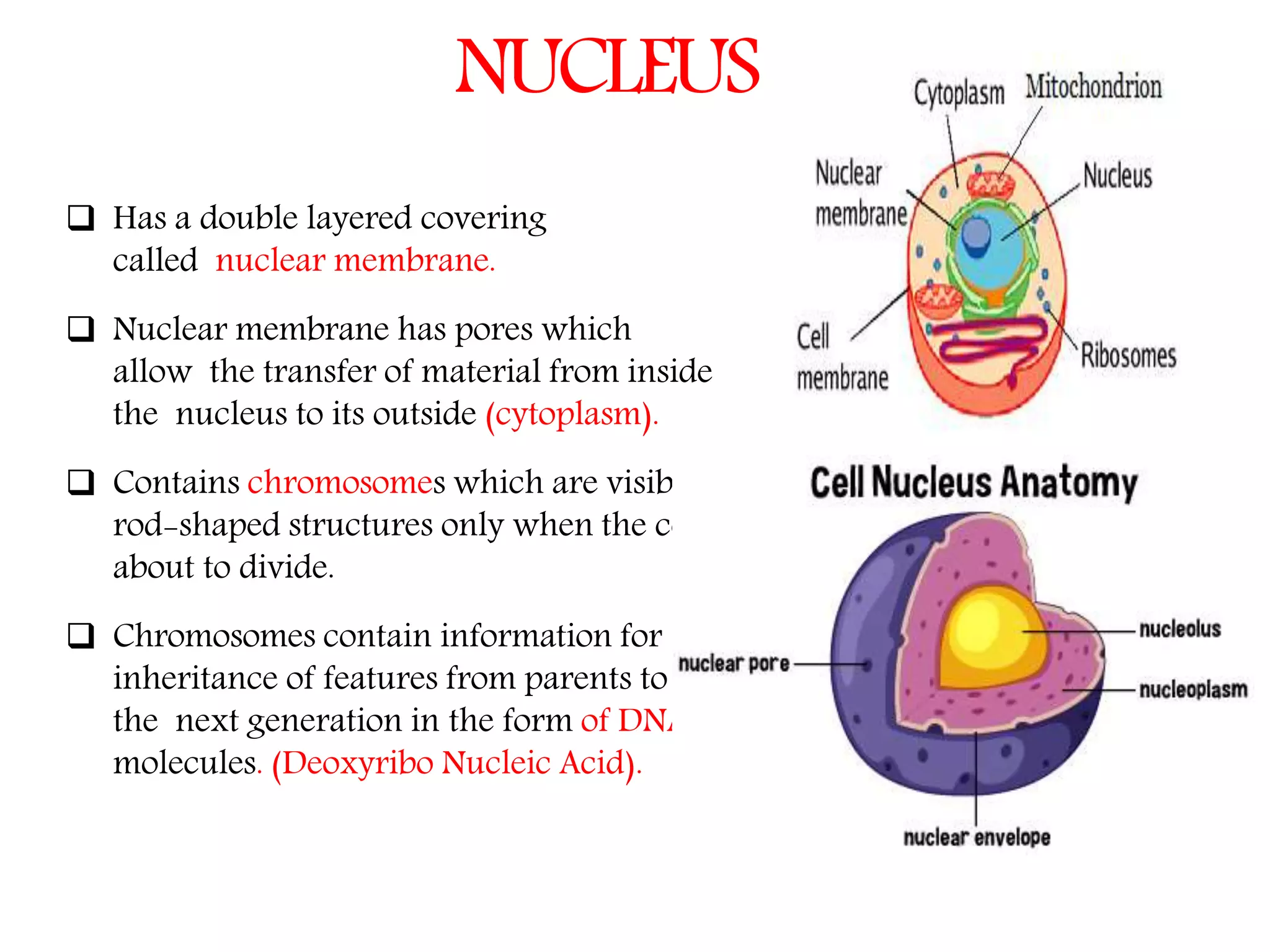 The Fundamental unit of life- Cell, Class 9 Chapter-5