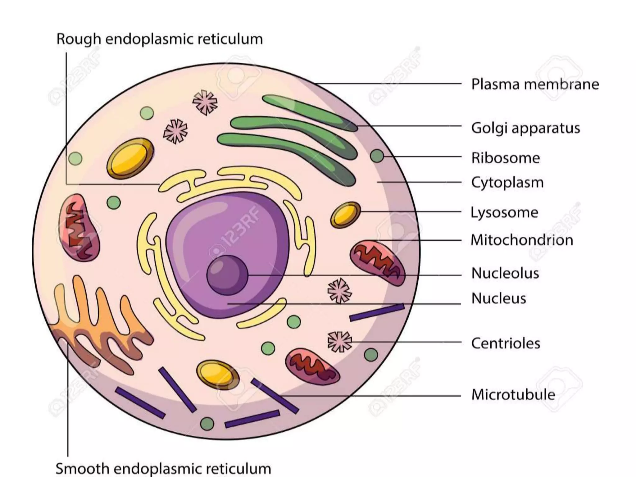 The Fundamental unit of life- Cell, Class 9 Chapter-5
