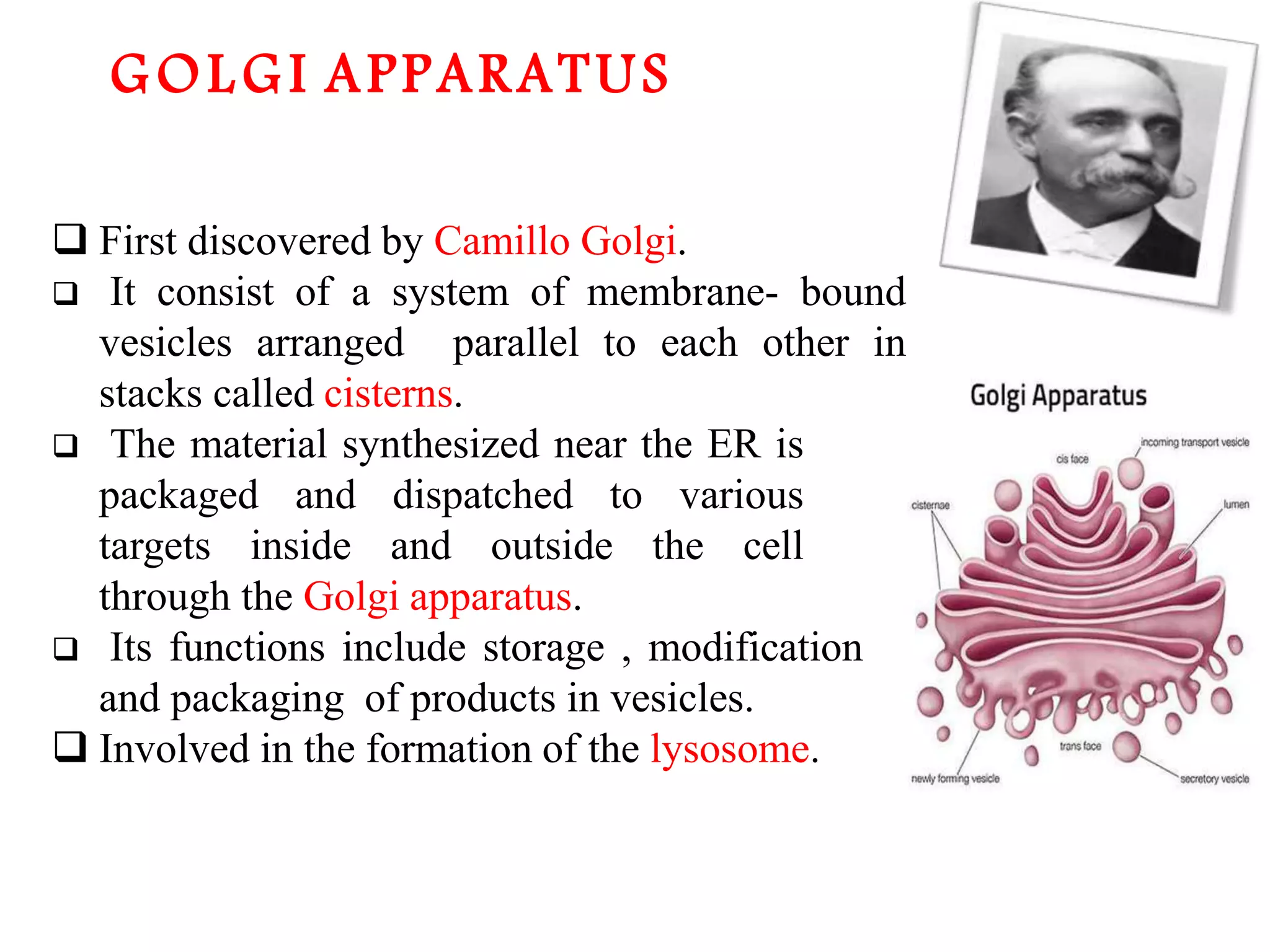 The Fundamental unit of life- Cell, Class 9 Chapter-5