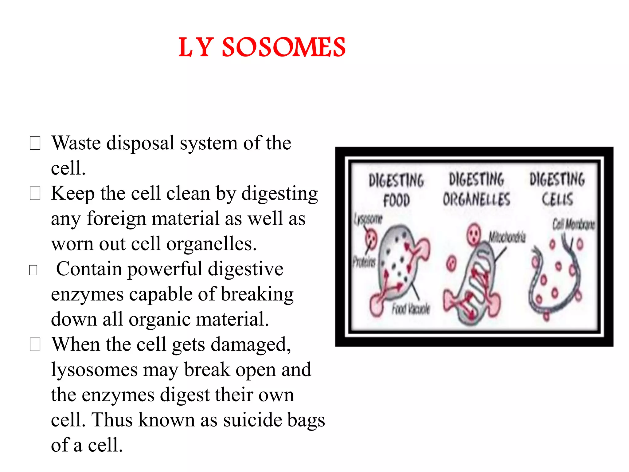 The Fundamental unit of life- Cell, Class 9 Chapter-5