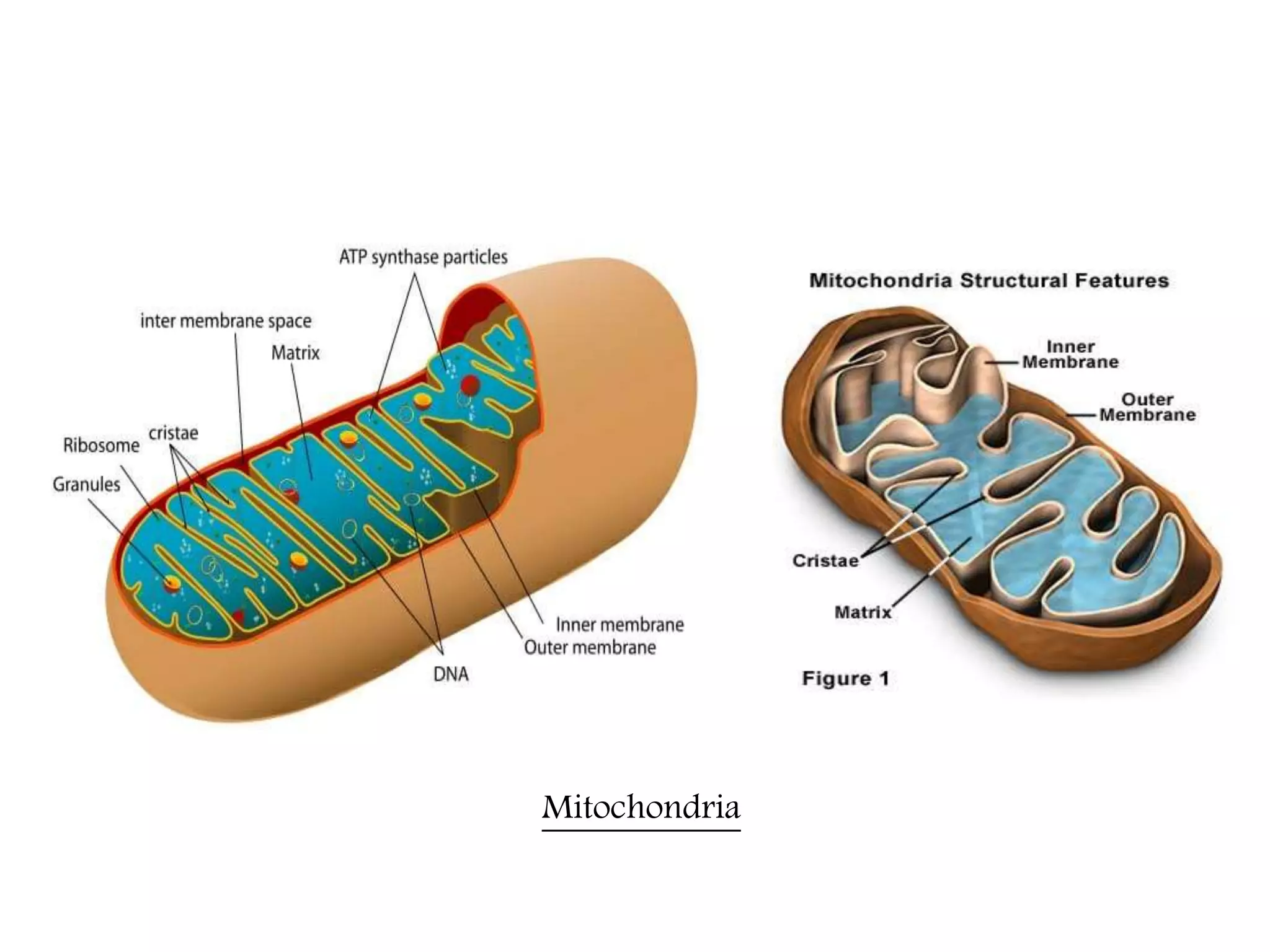 The Fundamental unit of life- Cell, Class 9 Chapter-5