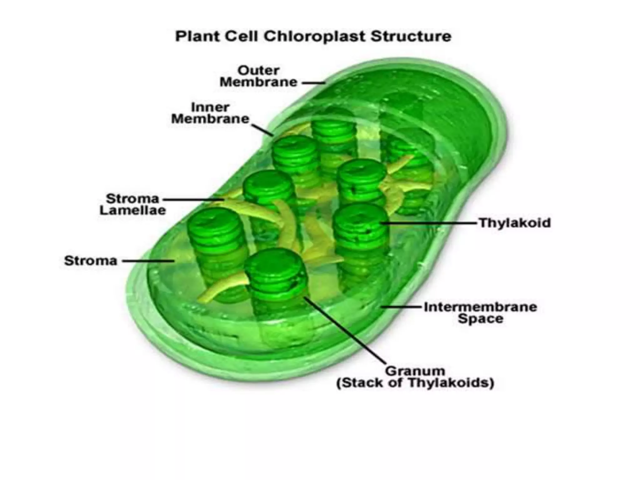 The Fundamental unit of life- Cell, Class 9 Chapter-5