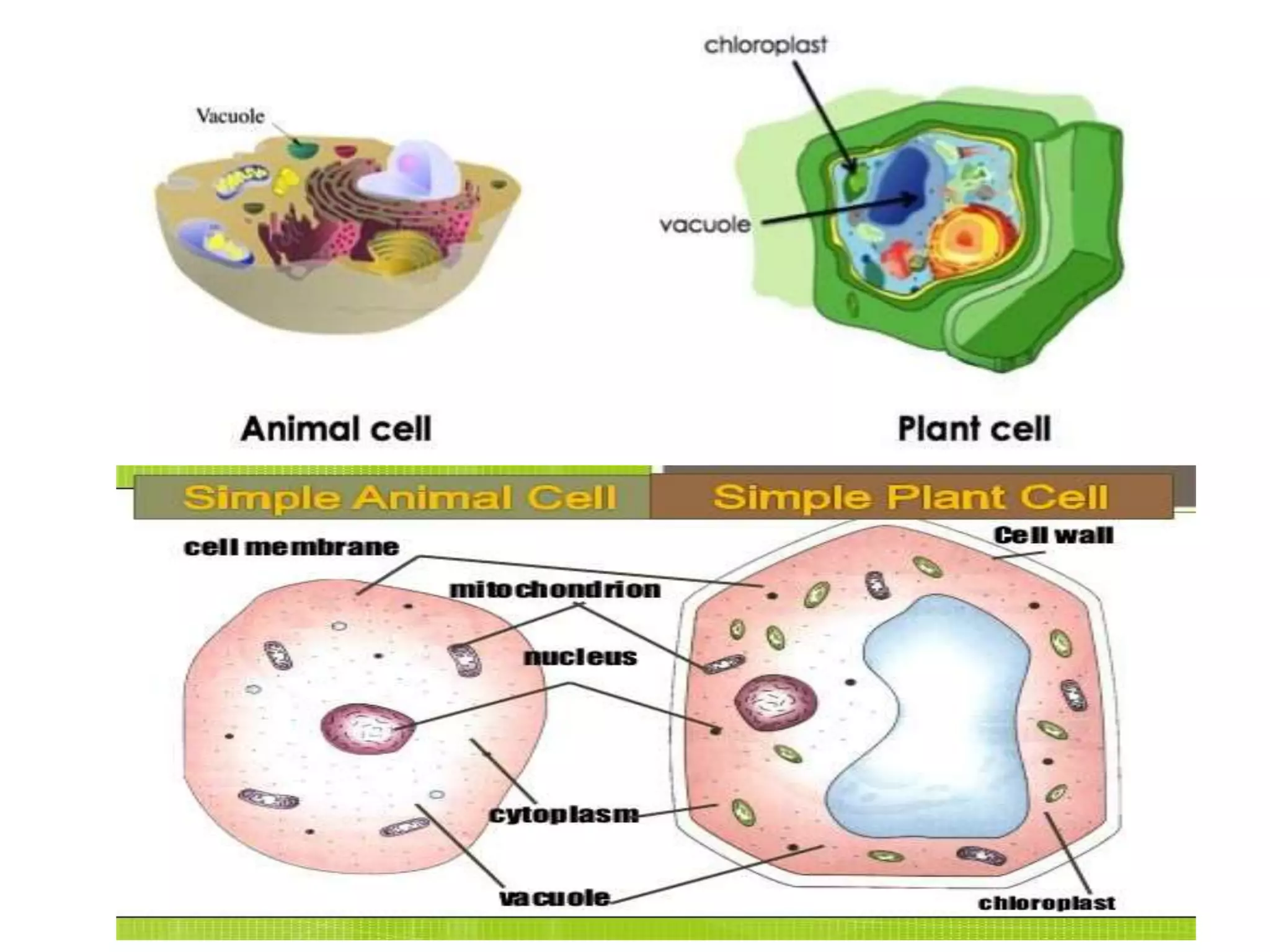 The Fundamental unit of life- Cell, Class 9 Chapter-5