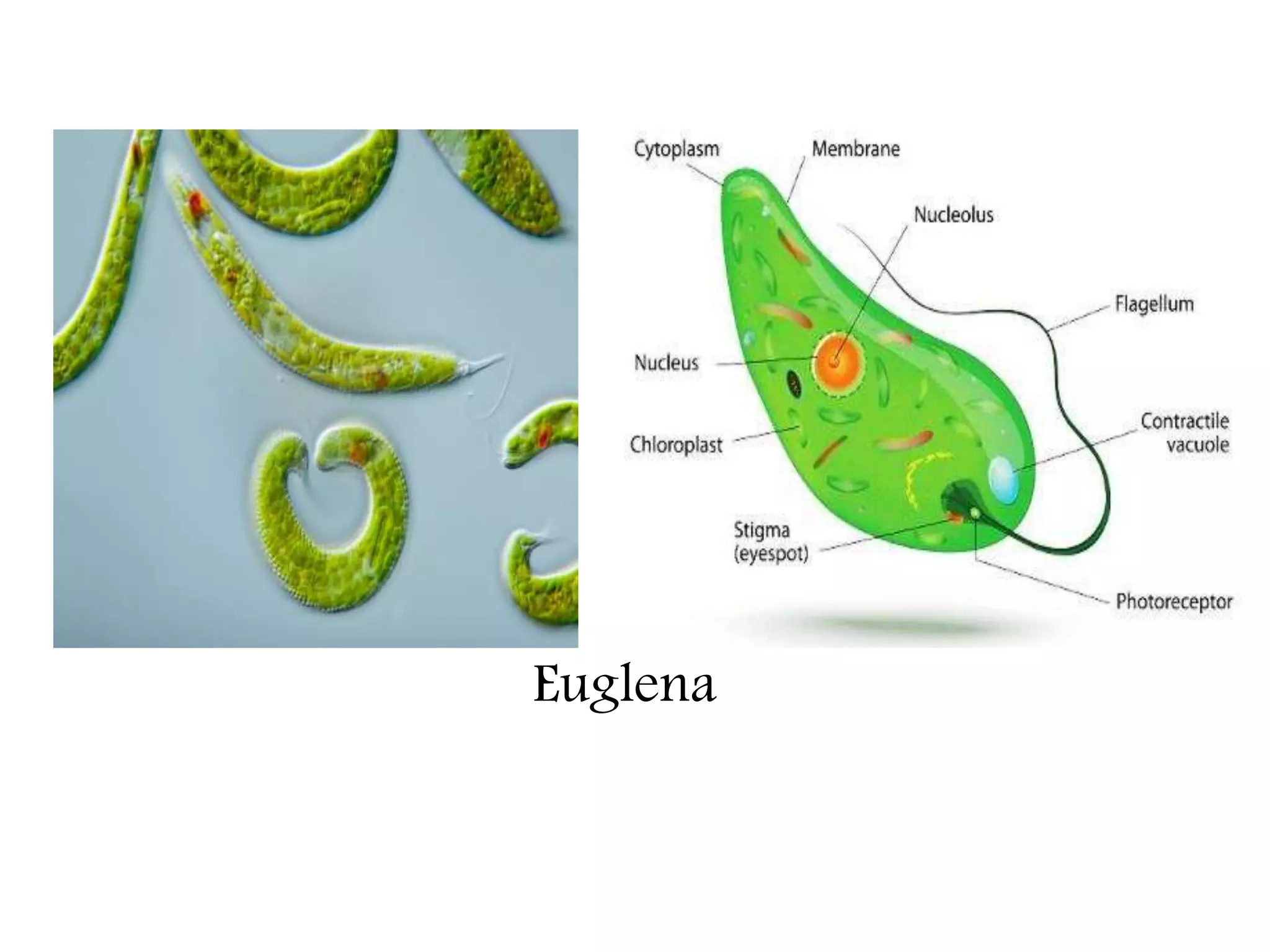The Fundamental unit of life- Cell, Class 9 Chapter-5