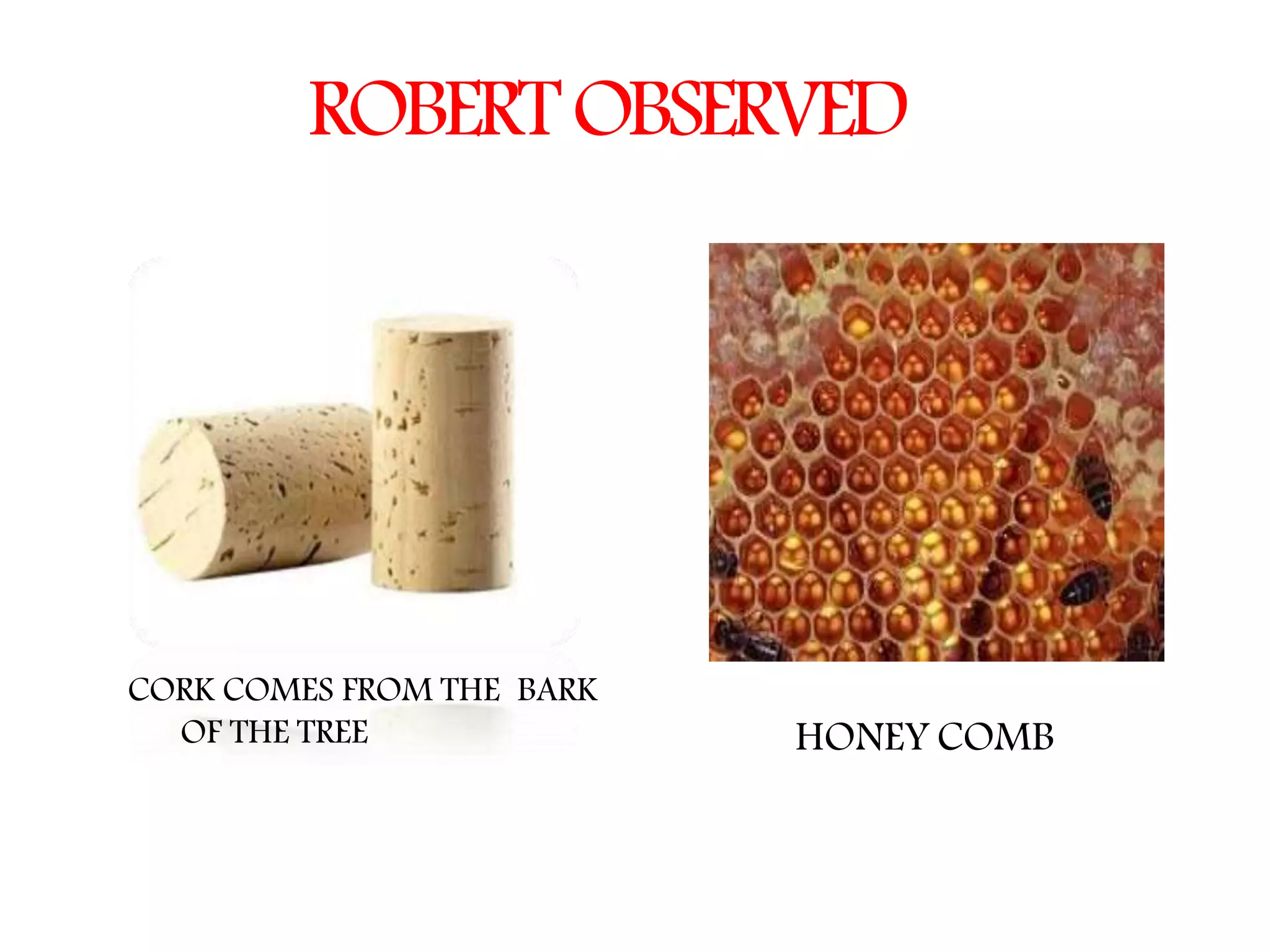 The Fundamental unit of life- Cell, Class 9 Chapter-5