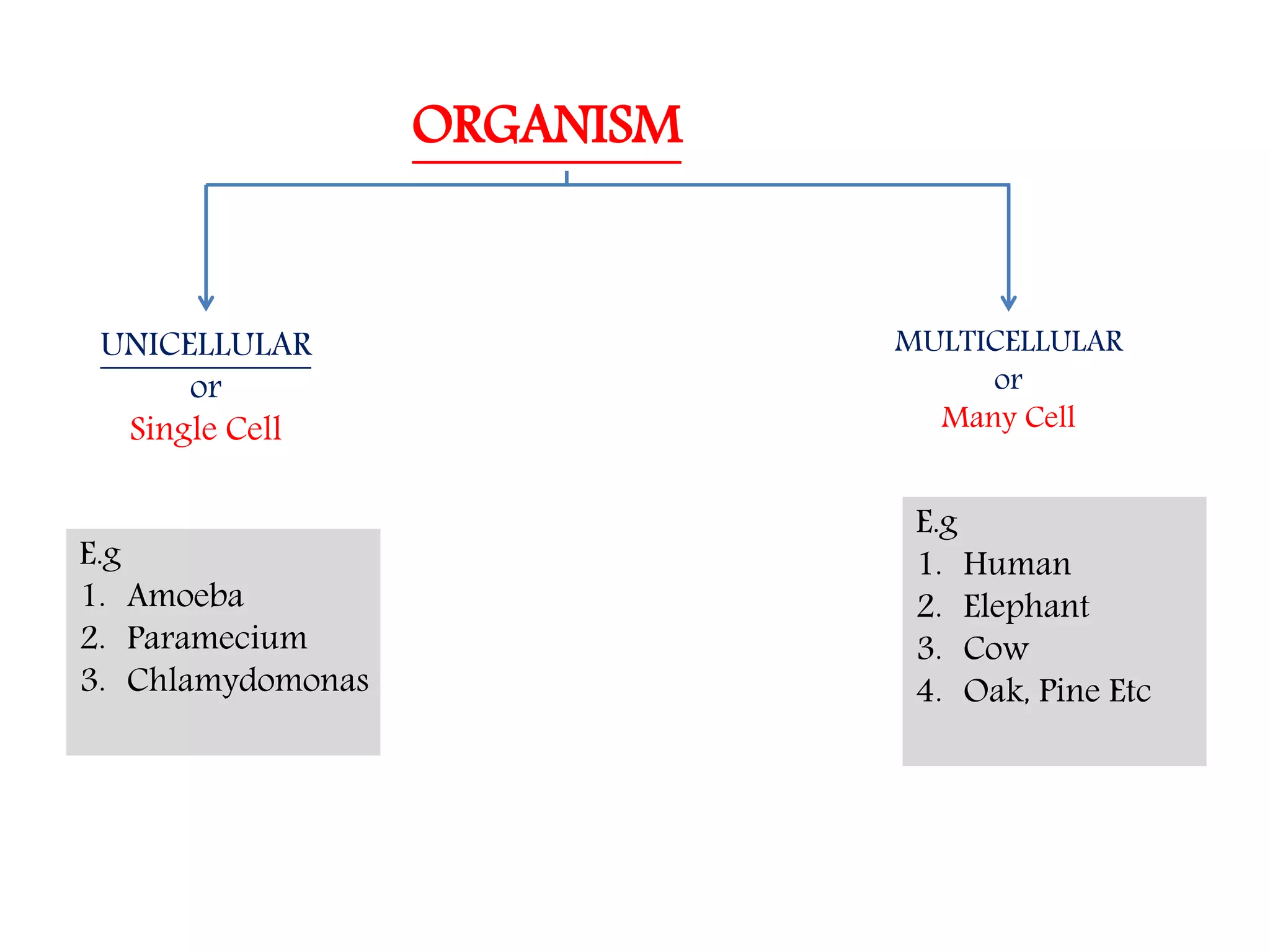 The Fundamental unit of life- Cell, Class 9 Chapter-5