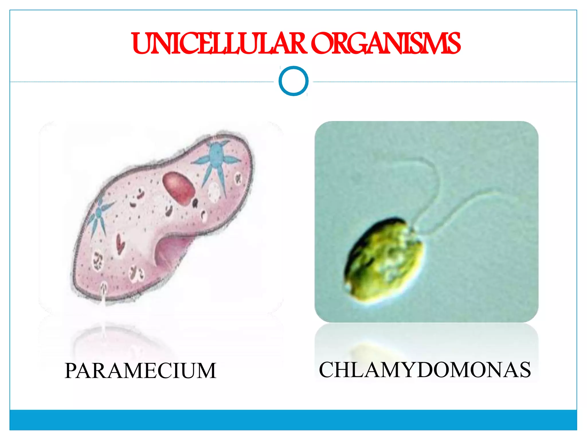 The Fundamental unit of life- Cell, Class 9 Chapter-5