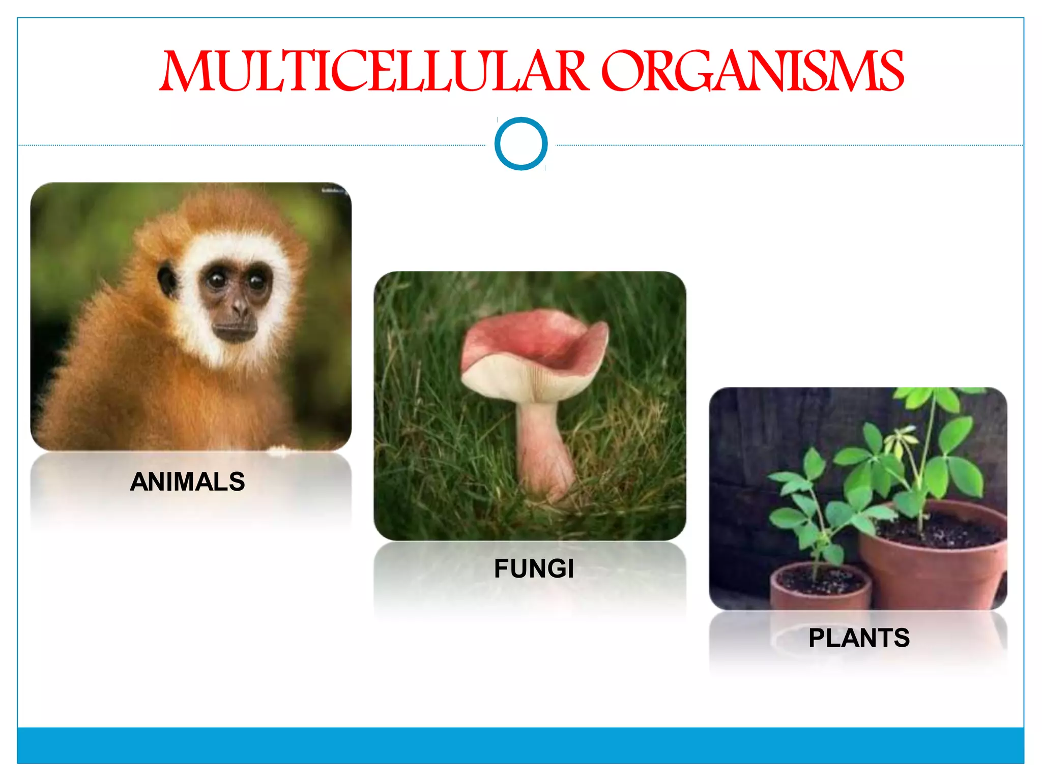 The Fundamental unit of life- Cell, Class 9 Chapter-5